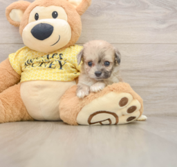 9 week old Mini Aussiedoodle Puppy For Sale - Lone Star Pups