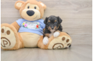 Best Mini Aussiedoodle Baby
