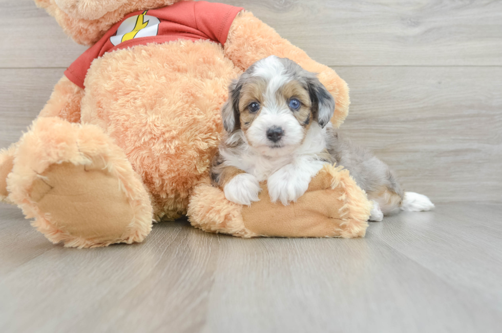 8 week old Mini Aussiedoodle Puppy For Sale - Lone Star Pups