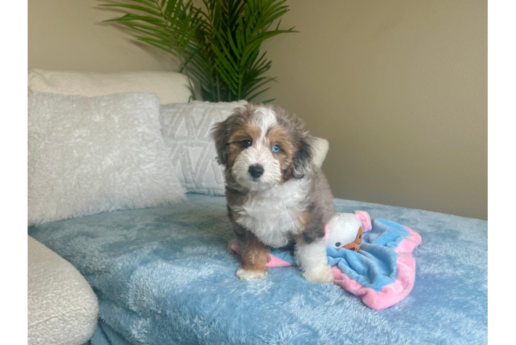 Cute Aussie Poo Poodle Mix Puppy