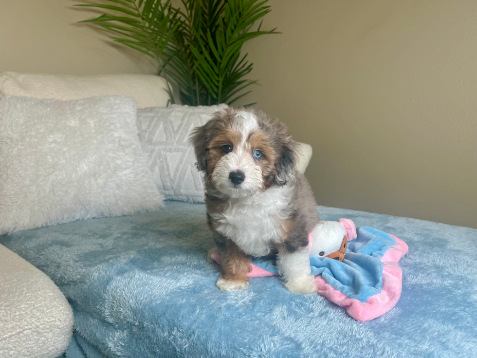 Cute Aussie Poo Poodle Mix Puppy