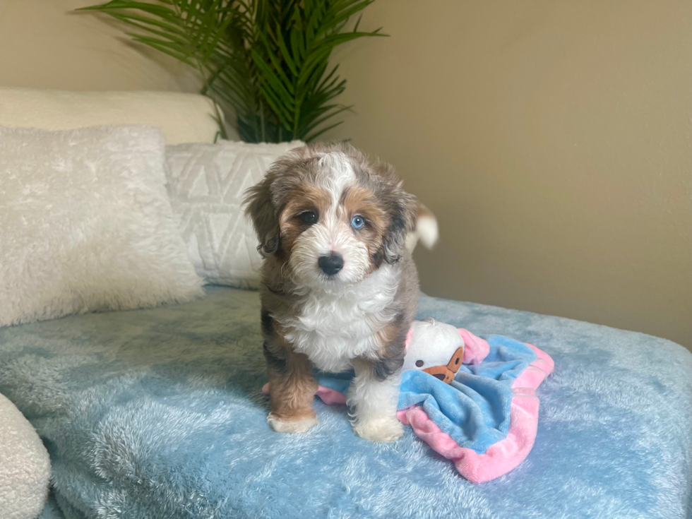 Mini Aussiedoodle Puppy for Adoption