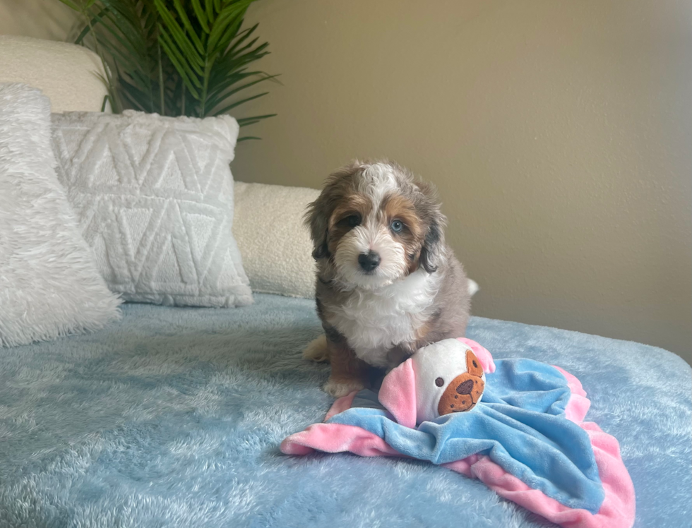 Cute Mini Aussiedoodle Poodle Mix Pup