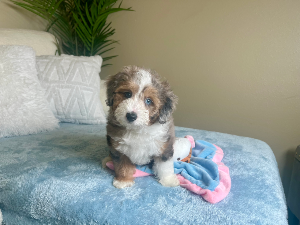 Cute Mini Aussiedoodle Baby