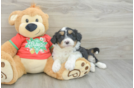 Friendly Mini Aussiedoodle Baby