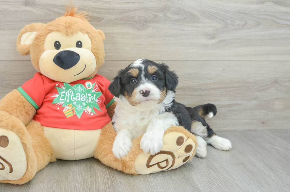 6 week old Mini Aussiedoodle Puppy For Sale - Lone Star Pups