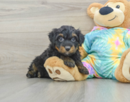 8 week old Mini Aussiedoodle Puppy For Sale - Lone Star Pups