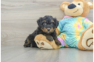 Mini Aussiedoodle Puppy for Adoption