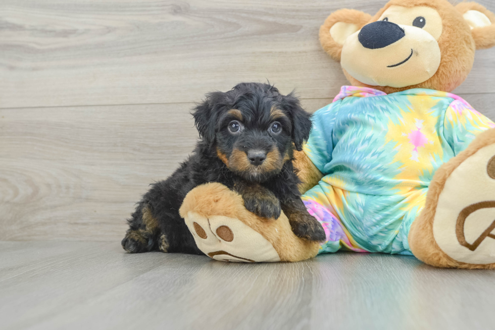 Mini Aussiedoodle Puppy for Adoption