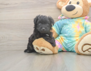 6 week old Mini Aussiedoodle Puppy For Sale - Lone Star Pups