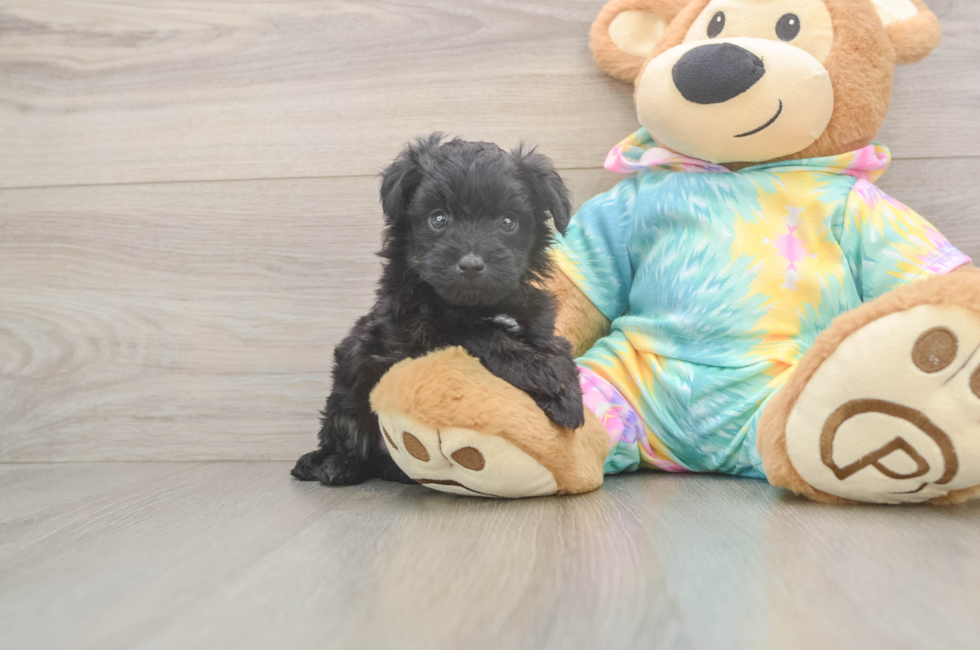 5 week old Mini Aussiedoodle Puppy For Sale - Lone Star Pups