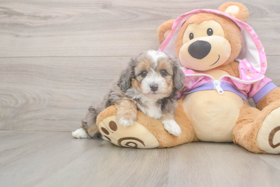 Best Mini Aussiedoodle Baby