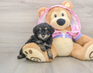 5 week old Mini Aussiedoodle Puppy For Sale - Lone Star Pups