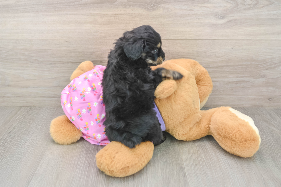 Happy Mini Aussiedoodle Baby