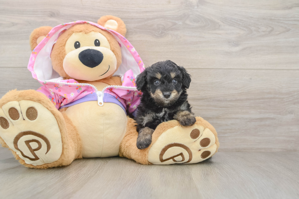 Energetic Aussie Poo Poodle Mix Puppy