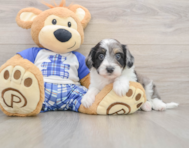 8 week old Mini Aussiedoodle Puppy For Sale - Lone Star Pups