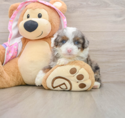 8 week old Mini Aussiedoodle Puppy For Sale - Lone Star Pups