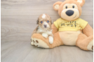 Best Mini Aussiedoodle Baby