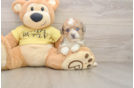 Funny Mini Aussiedoodle Poodle Mix Pup