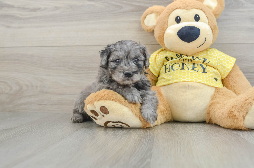 7 week old Mini Aussiedoodle Puppy For Sale - Lone Star Pups