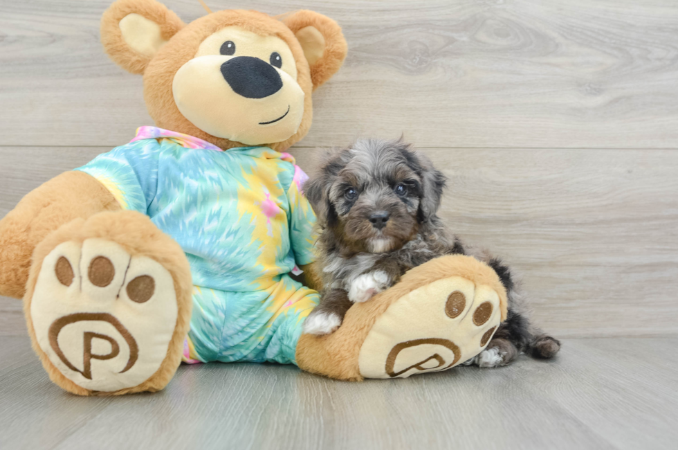 6 week old Mini Aussiedoodle Puppy For Sale - Lone Star Pups