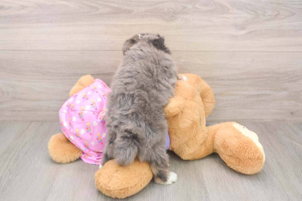 Best Mini Aussiedoodle Baby