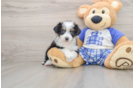Best Mini Aussiedoodle Baby