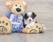8 week old Mini Aussiedoodle Puppy For Sale - Lone Star Pups