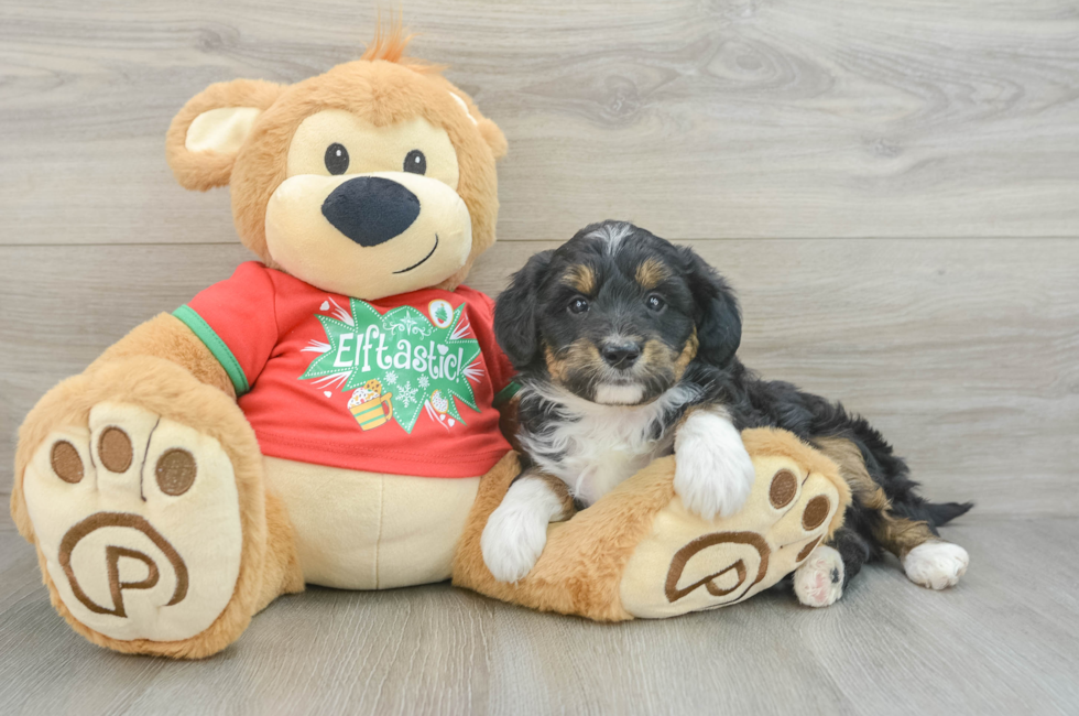 6 week old Mini Aussiedoodle Puppy For Sale - Lone Star Pups