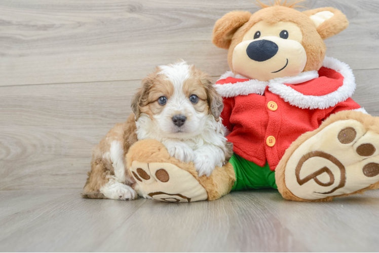 Mini Aussiedoodle Puppy for Adoption