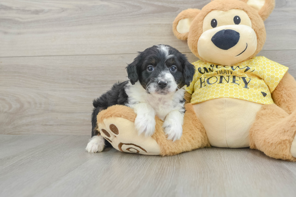 Small Mini Aussiedoodle Baby