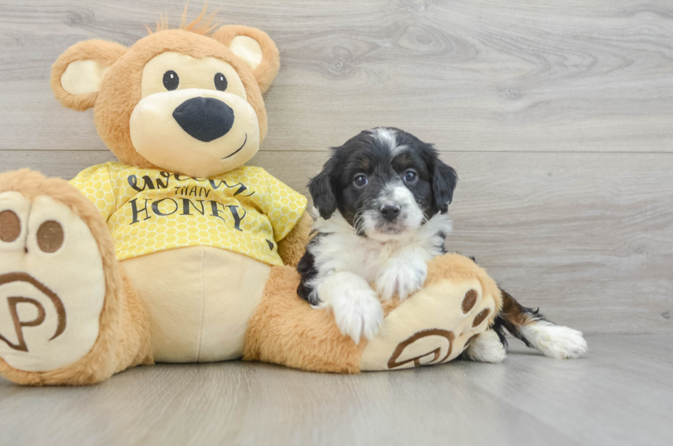 5 week old Mini Aussiedoodle Puppy For Sale - Lone Star Pups