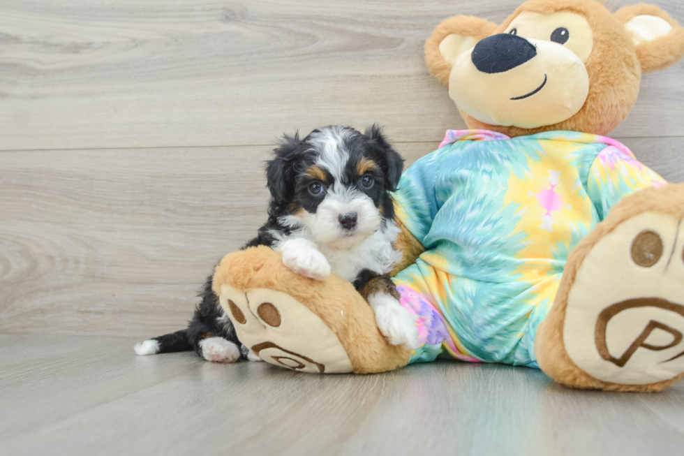 Energetic Aussie Poo Poodle Mix Puppy