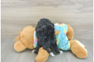 Mini Aussiedoodle Pup Being Cute