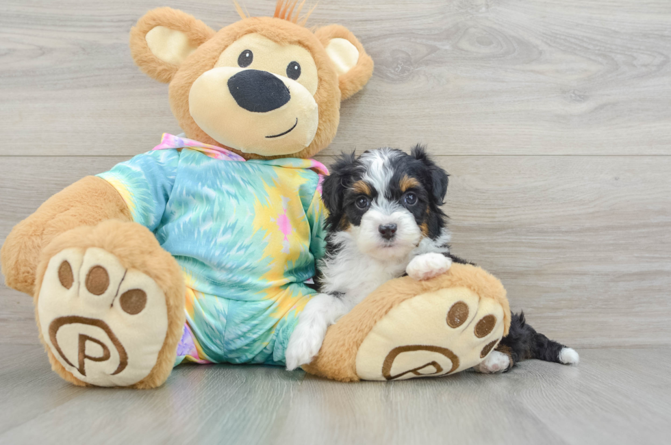 6 week old Mini Aussiedoodle Puppy For Sale - Lone Star Pups