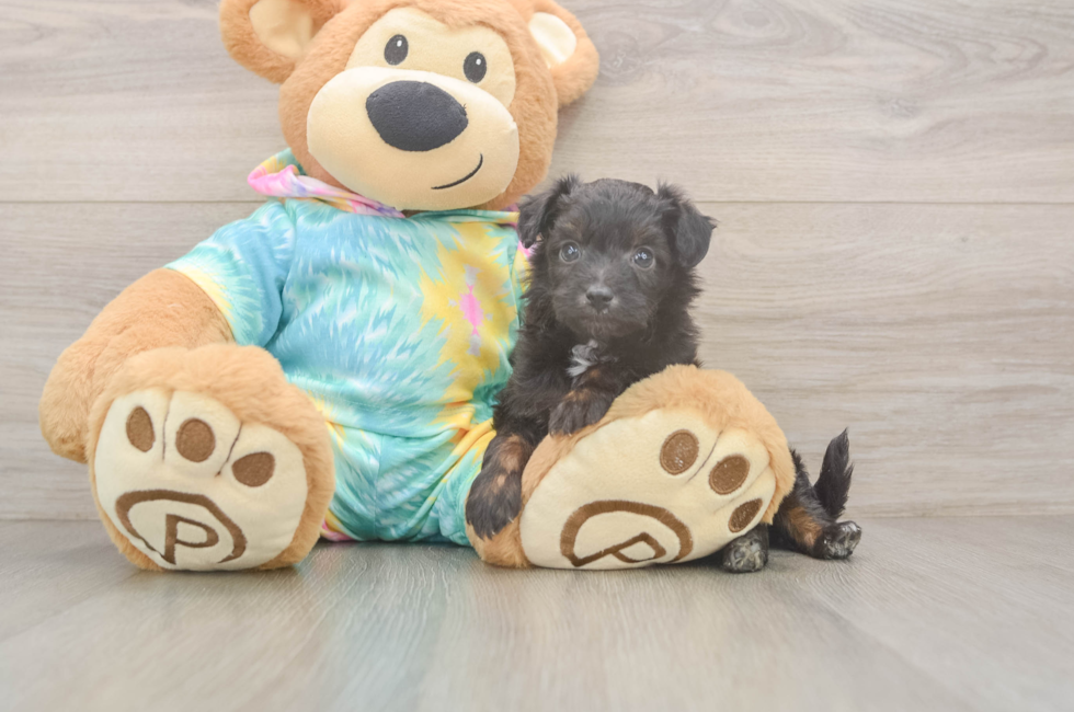 5 week old Mini Aussiedoodle Puppy For Sale - Lone Star Pups