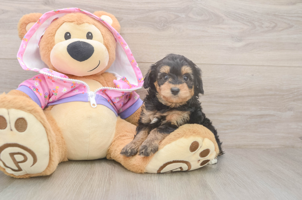 5 week old Mini Aussiedoodle Puppy For Sale - Lone Star Pups