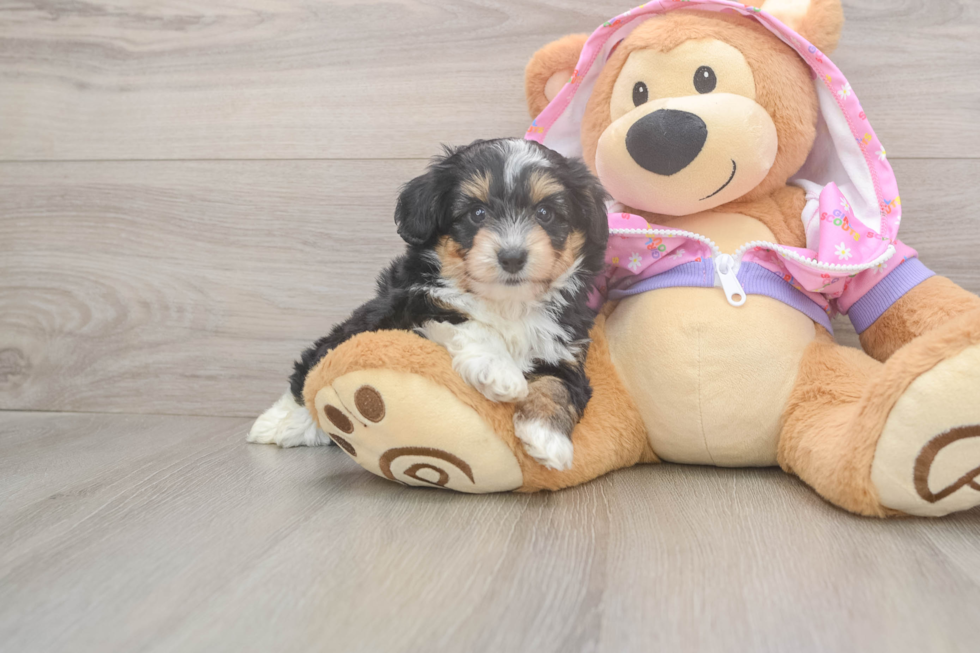 Fluffy Mini Aussiedoodle Poodle Mix Pup