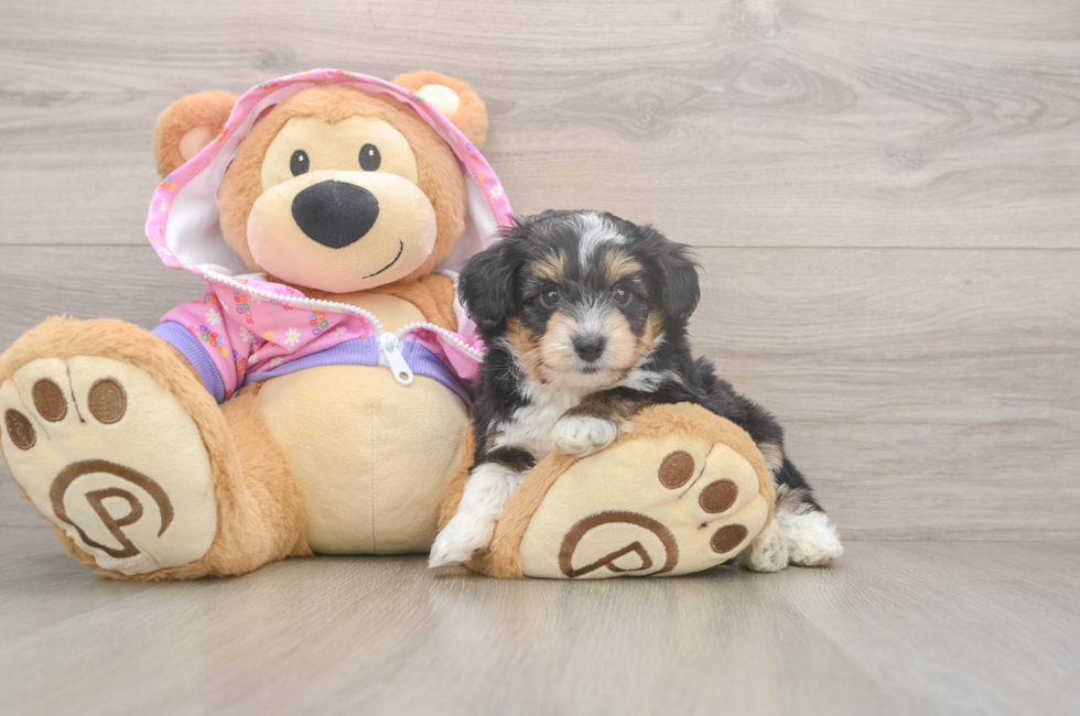 5 week old Mini Aussiedoodle Puppy For Sale - Lone Star Pups