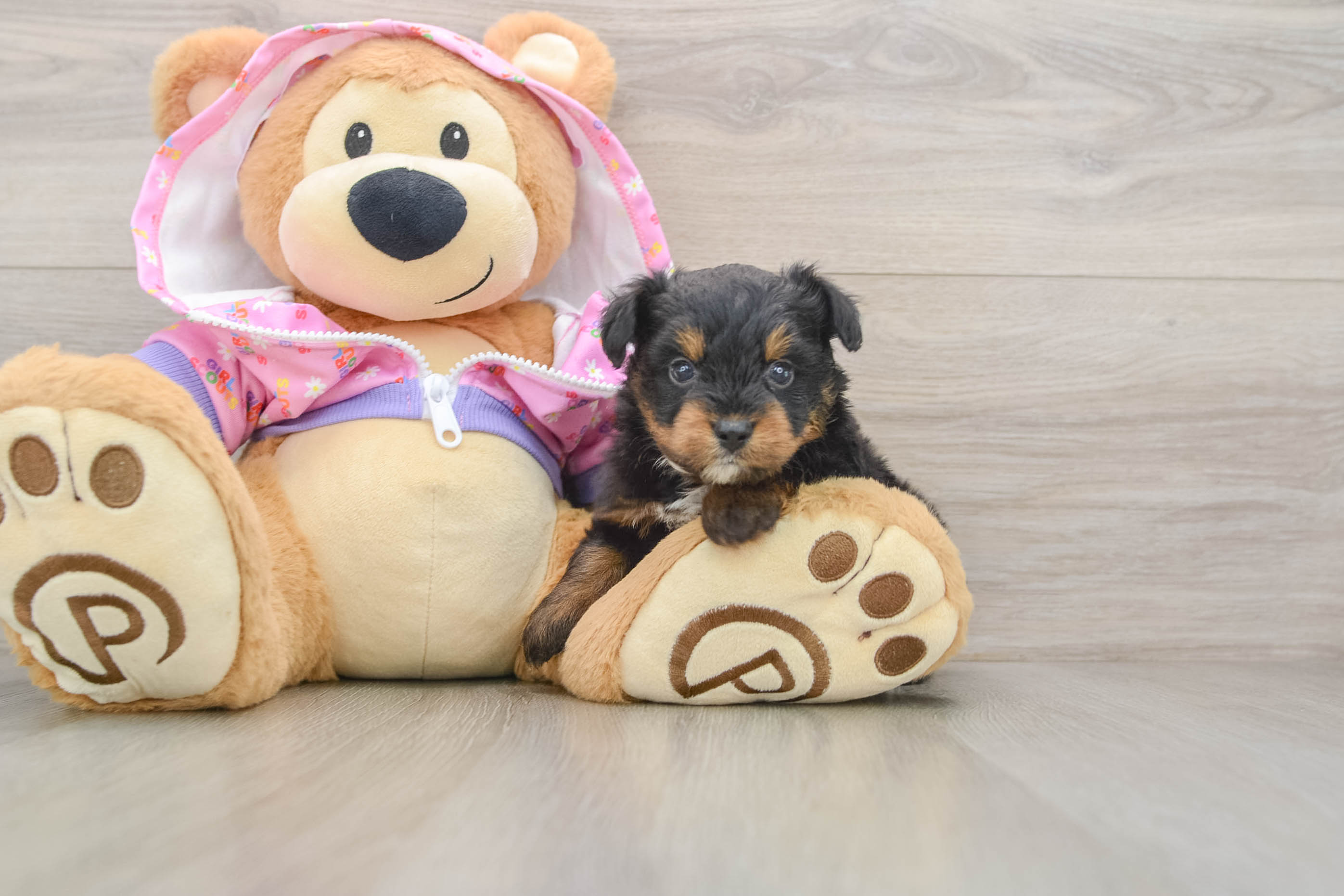 Mini Aussiedoodle Puppy for Adoption