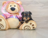 5 week old Mini Aussiedoodle Puppy For Sale - Lone Star Pups