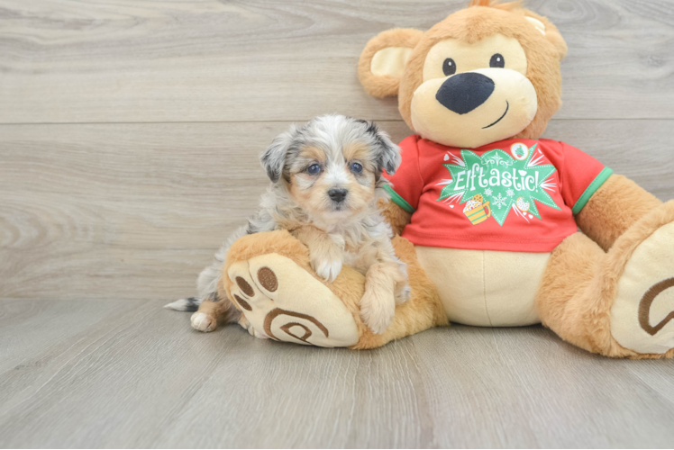 Mini Aussiedoodle Pup Being Cute