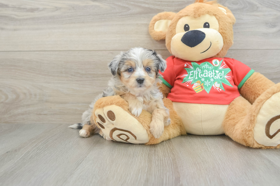 Mini Aussiedoodle Pup Being Cute