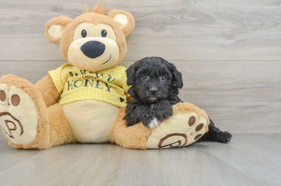 7 week old Mini Aussiedoodle Puppy For Sale - Lone Star Pups