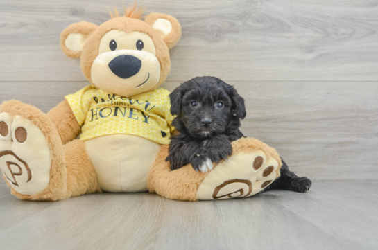 Cute Mini Aussiedoodle Baby