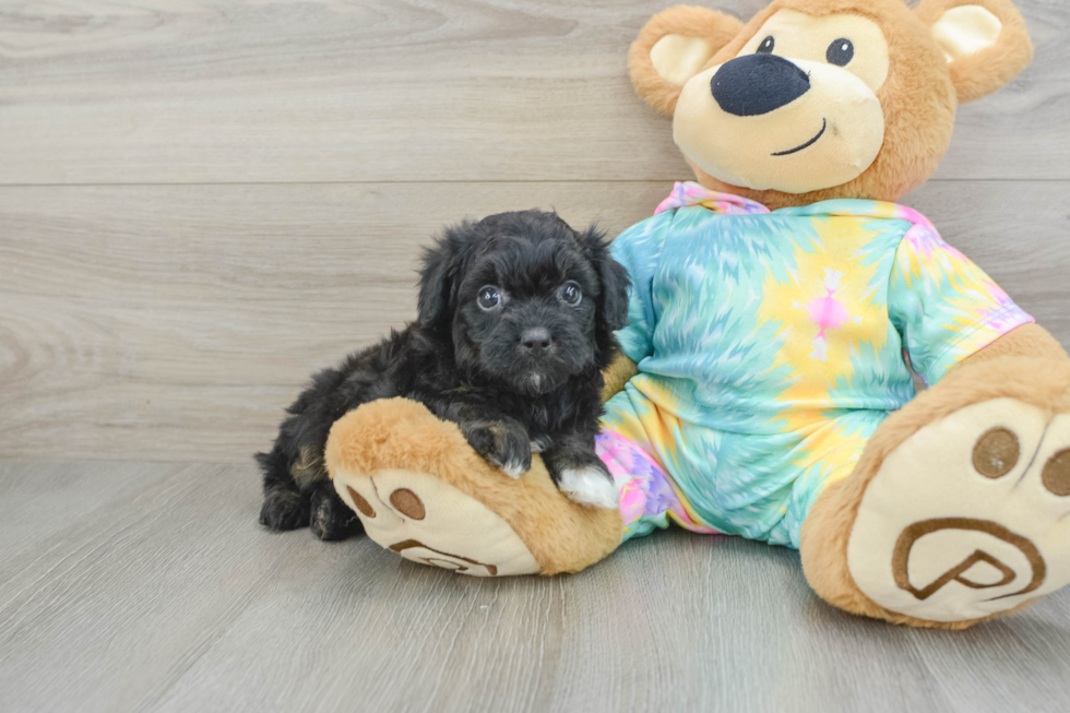 Mini Aussiedoodle Puppy for Adoption