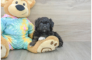 Happy Mini Aussiedoodle Baby