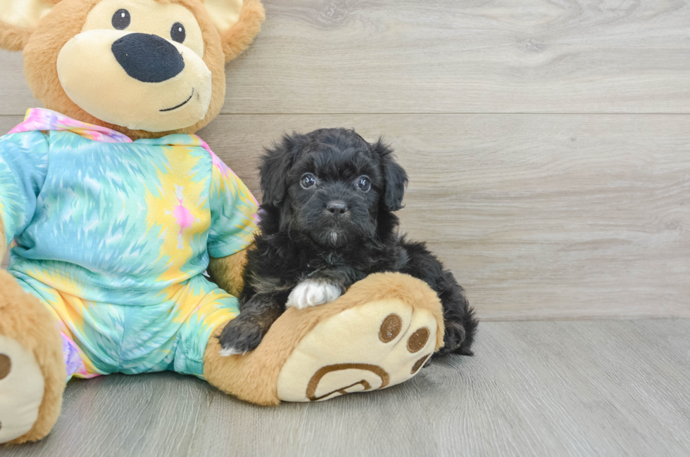 6 week old Mini Aussiedoodle Puppy For Sale - Lone Star Pups