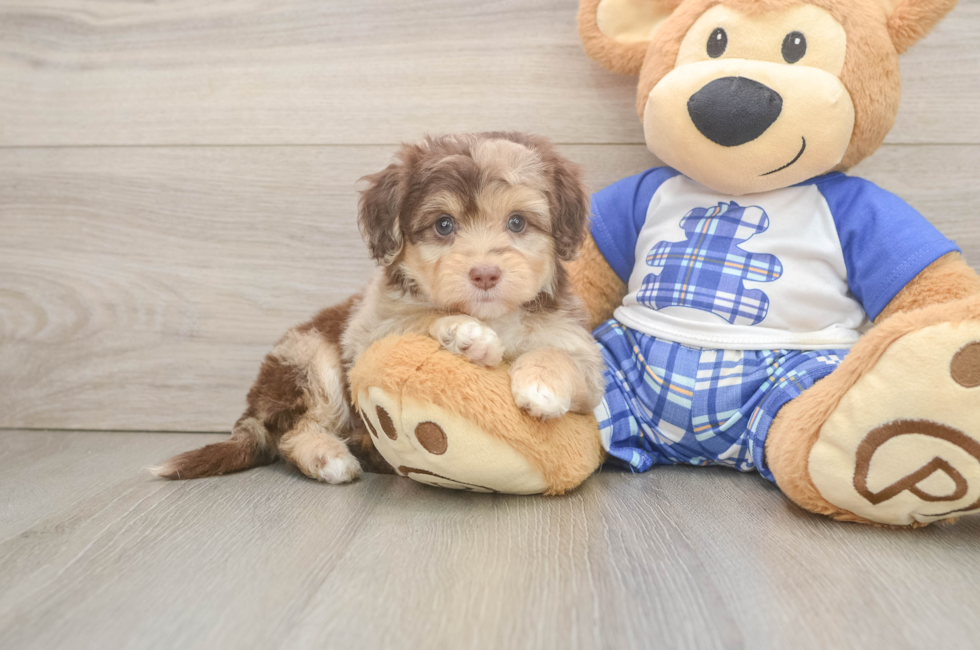 6 week old Mini Aussiedoodle Puppy For Sale - Lone Star Pups