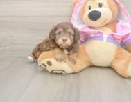 8 week old Mini Aussiedoodle Puppy For Sale - Lone Star Pups